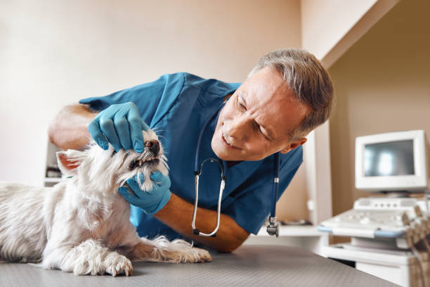 Best After-Hours Emergency Dentist in Leachville, AR